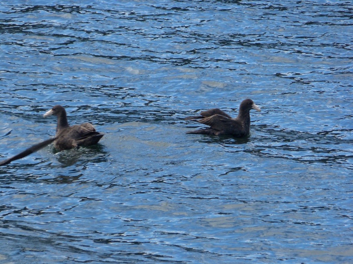 Southern Giant-Petrel - ML643485273