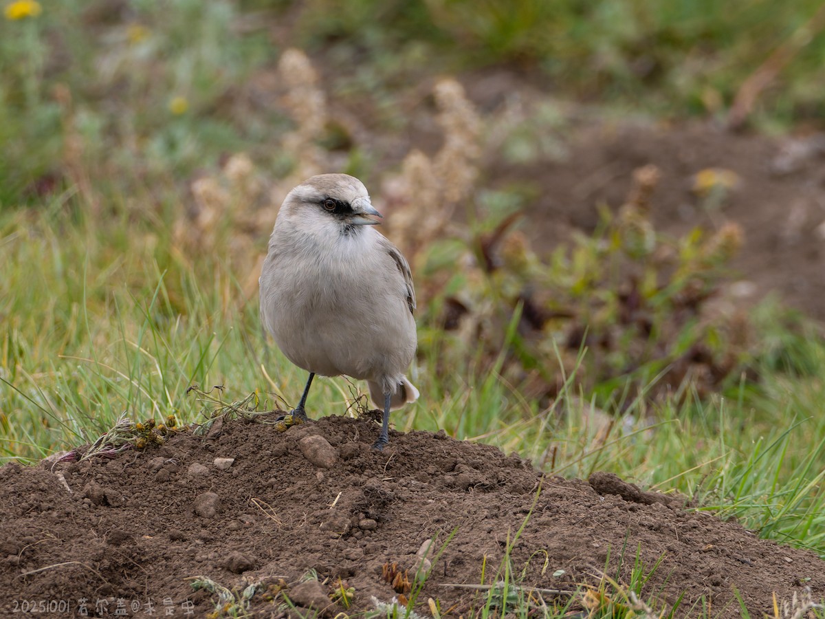 White-rumped Snowfinch - ML643485274