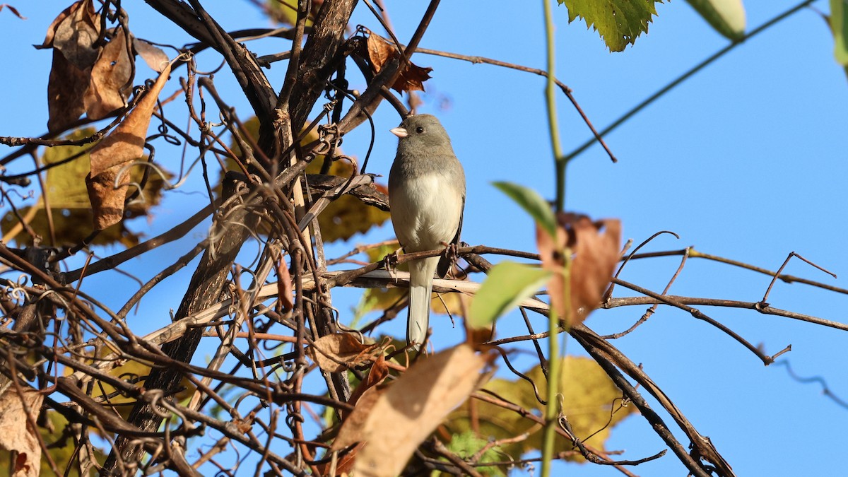 Junco Ojioscuro - ML643485278
