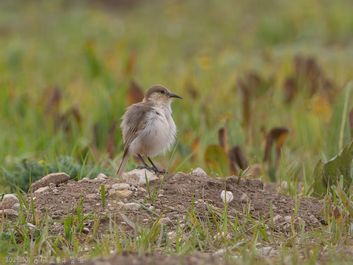 Ground Tit - ML643485282