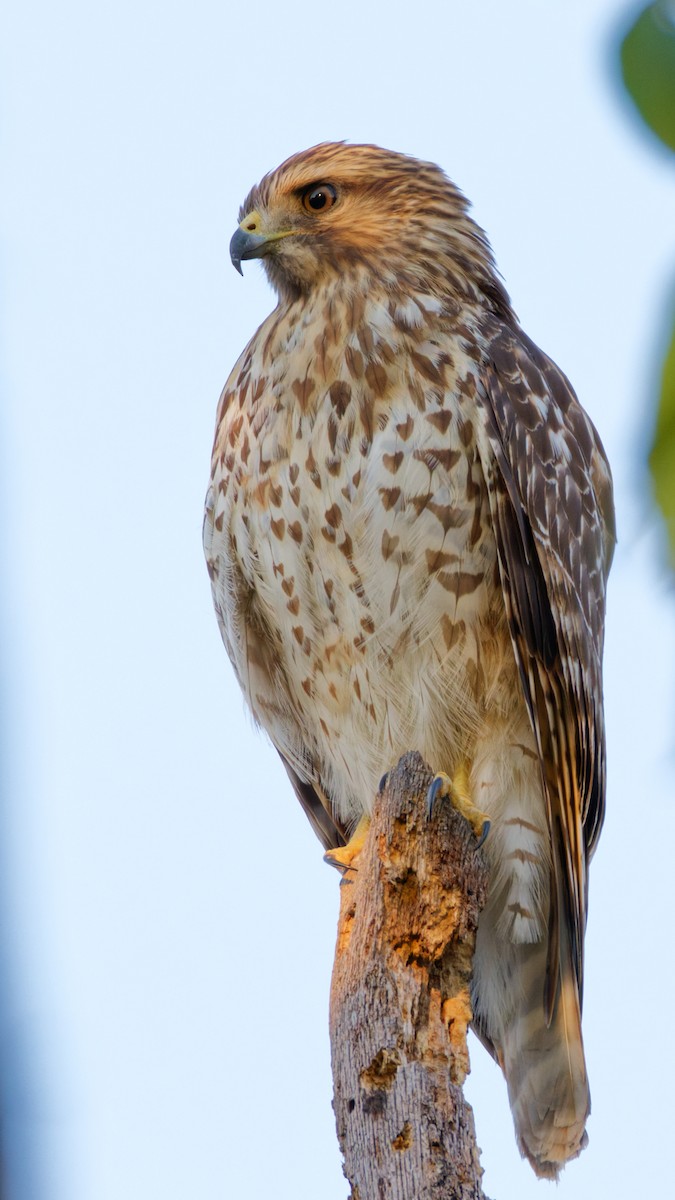 Red-shouldered Hawk - ML643485284