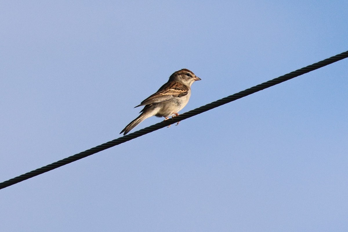 Chipping Sparrow - ML643485285