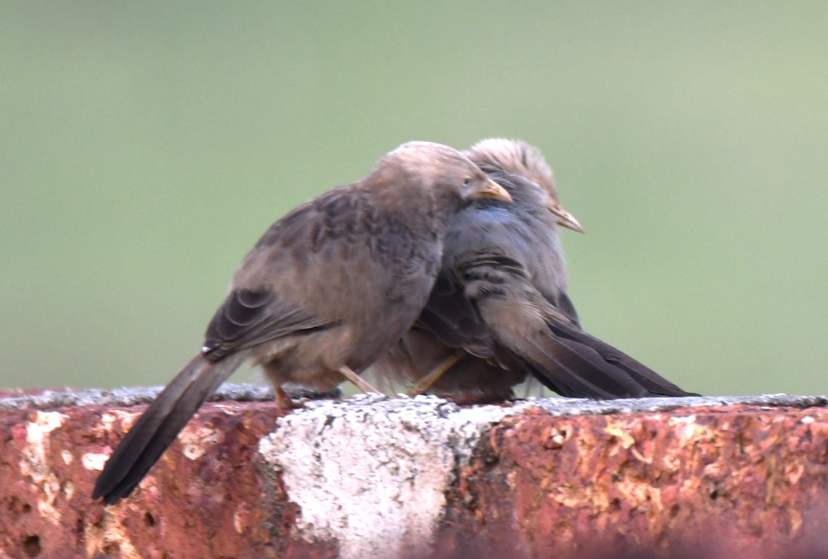 Yellow-billed Babbler - ML643485286