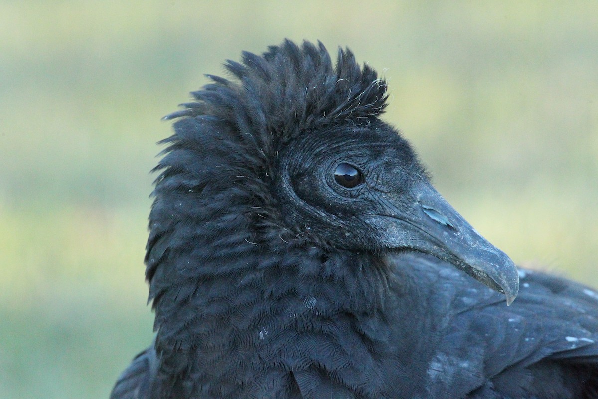 Black Vulture - ML643485287