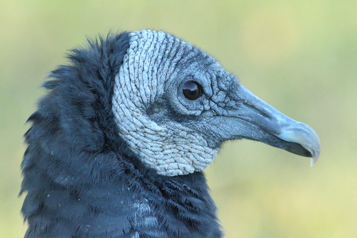 Black Vulture - ML643485288