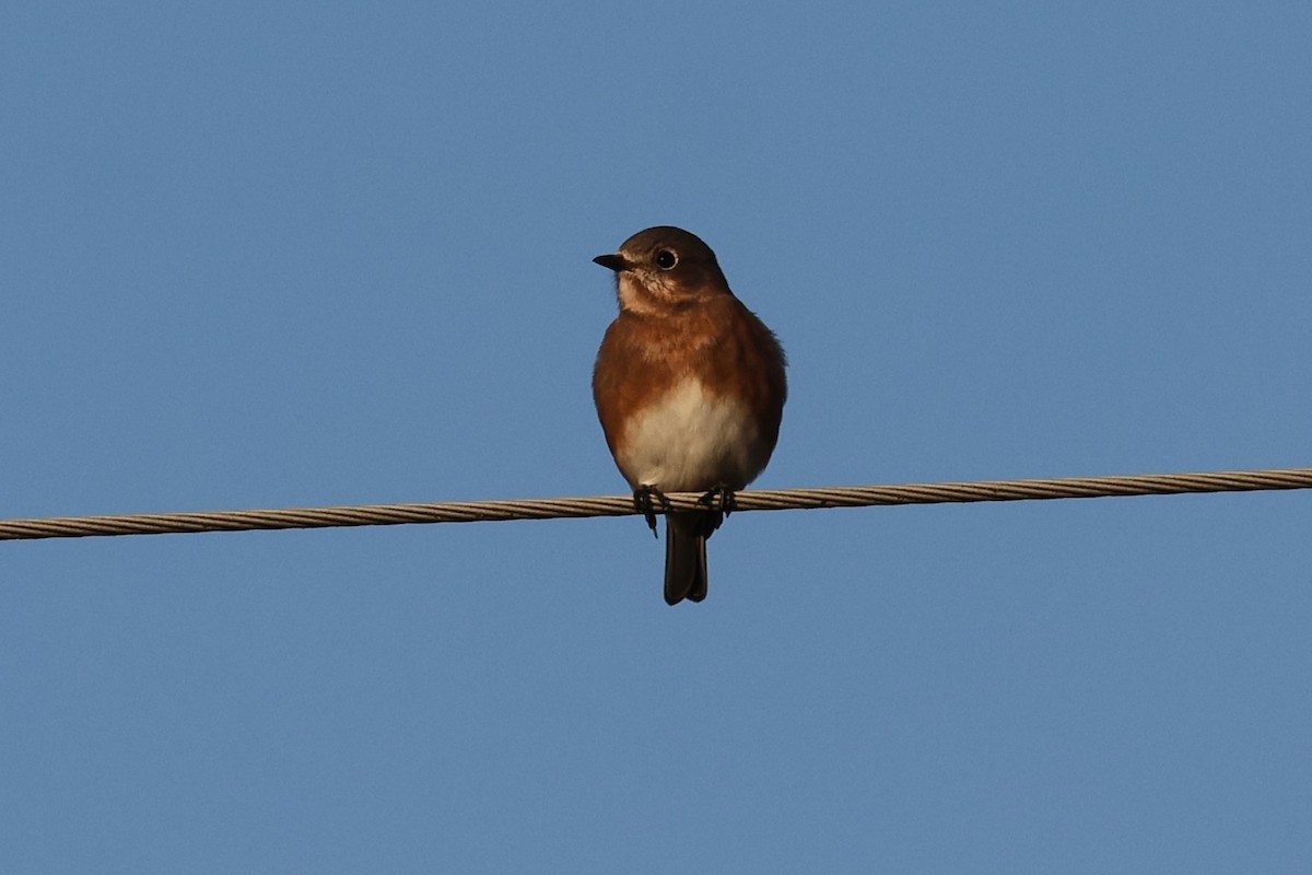 Eastern Bluebird - ML643485290