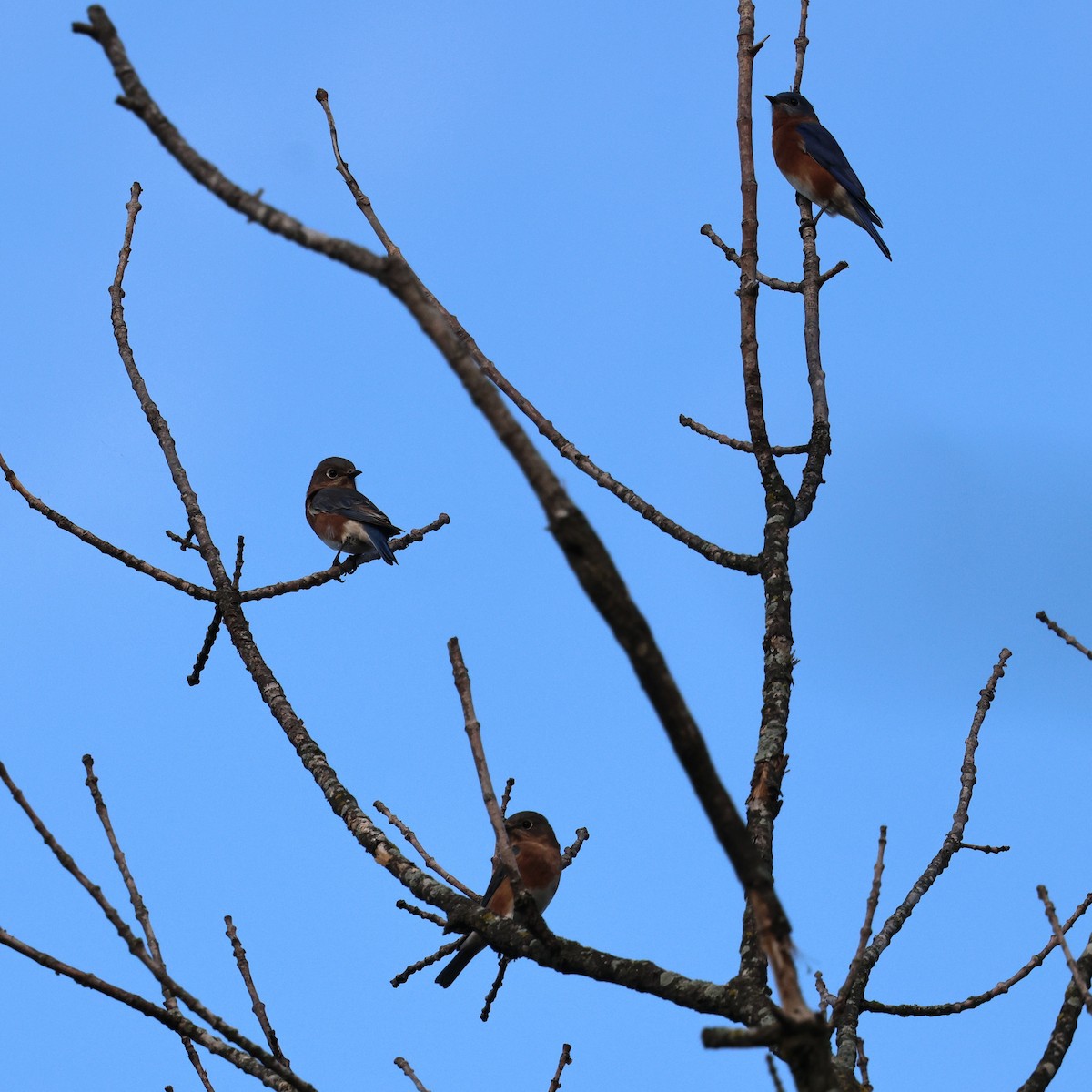 Eastern Bluebird - ML643485291