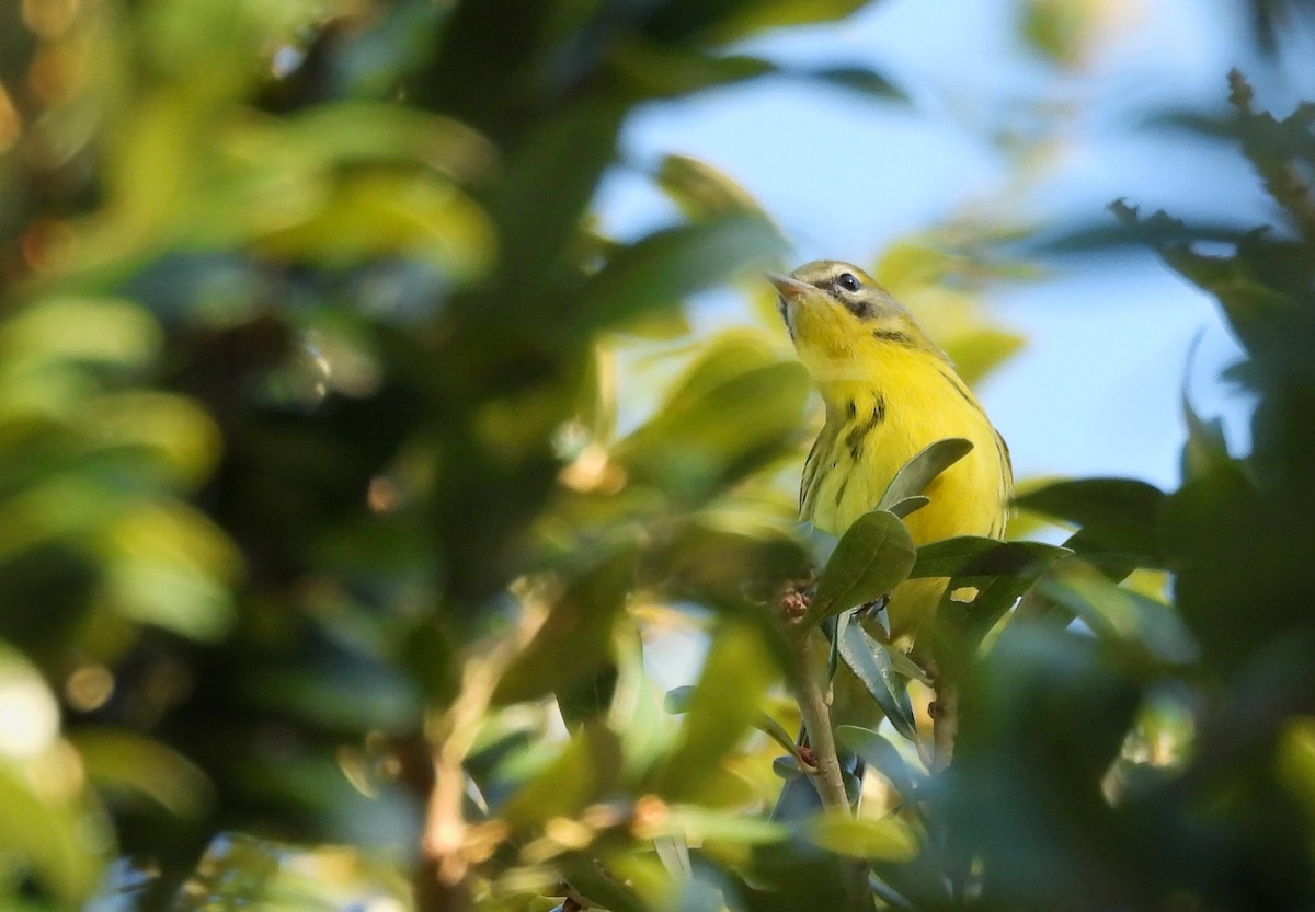 Prairie Warbler - ML643485292