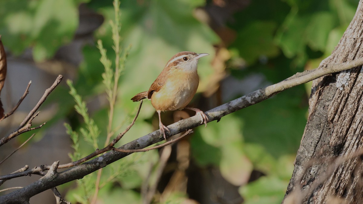 Carolina Wren - ML643485294