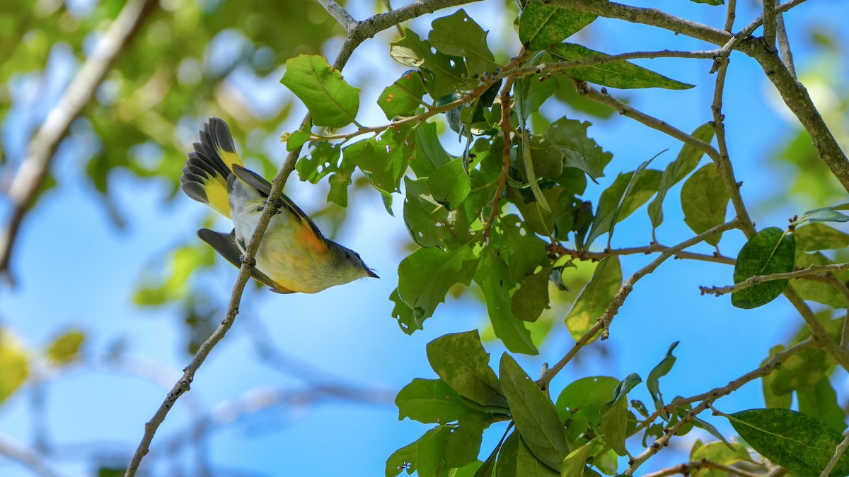 American Redstart - ML643485295