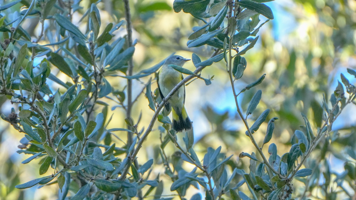 American Redstart - ML643485297