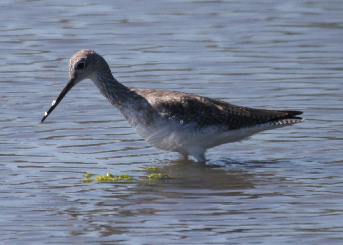 Greater Yellowlegs - ML643485298