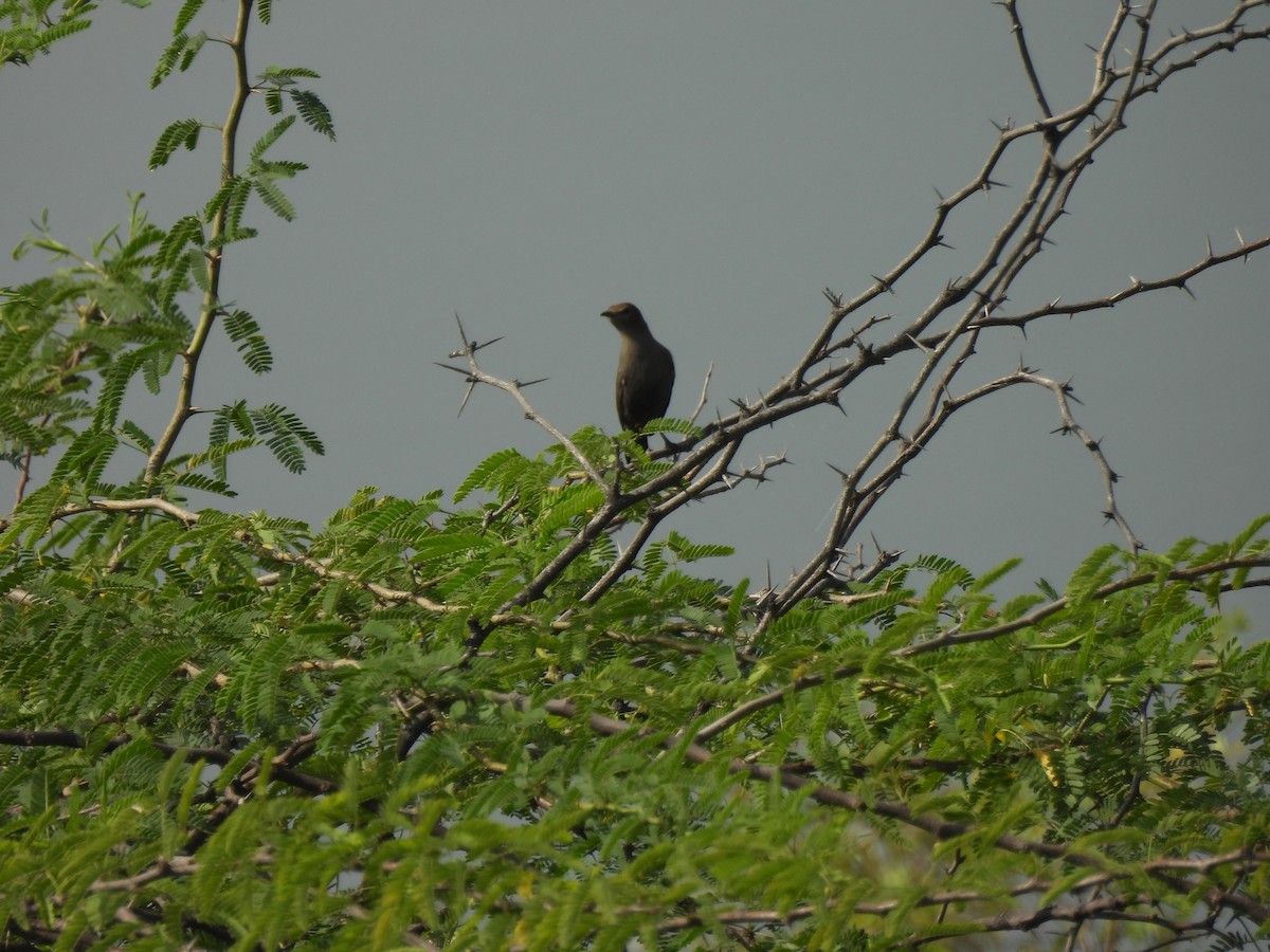 Indian Robin - ML643485299