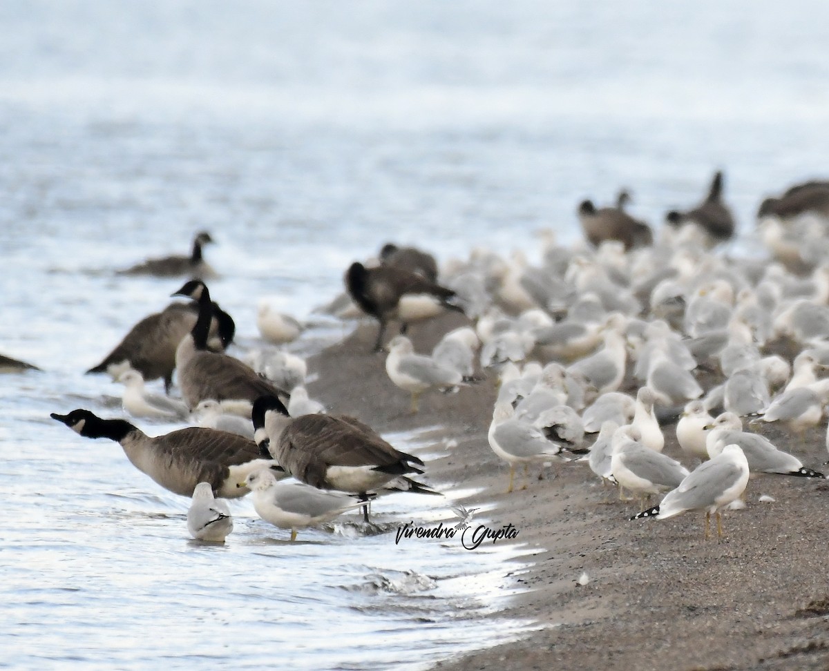 Ring-billed Gull - ML643485307