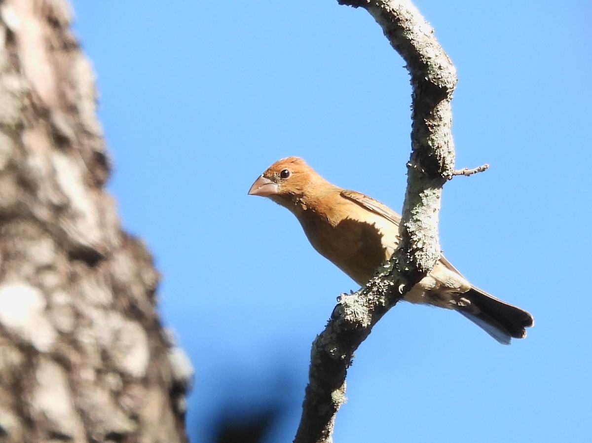 Blue Grosbeak - ML643485309