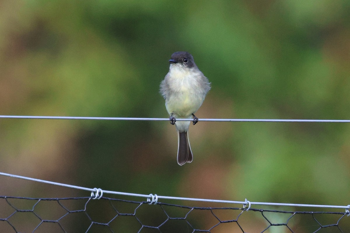 Eastern Phoebe - ML643485310