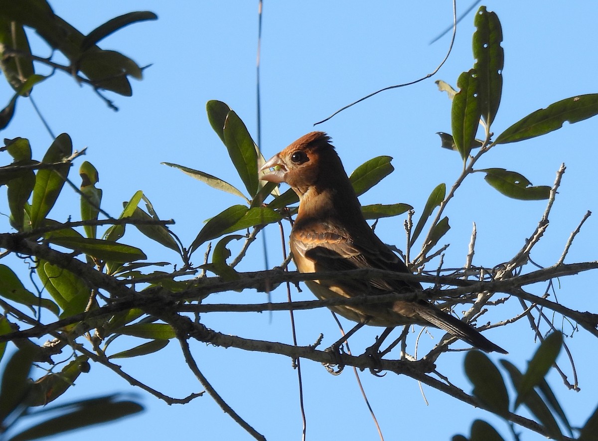 Blue Grosbeak - ML643485312