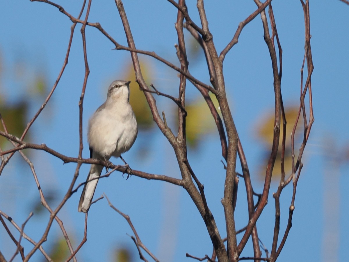 Northern Mockingbird - ML643485313