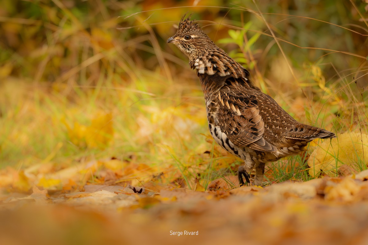 Ruffed Grouse - ML643485324