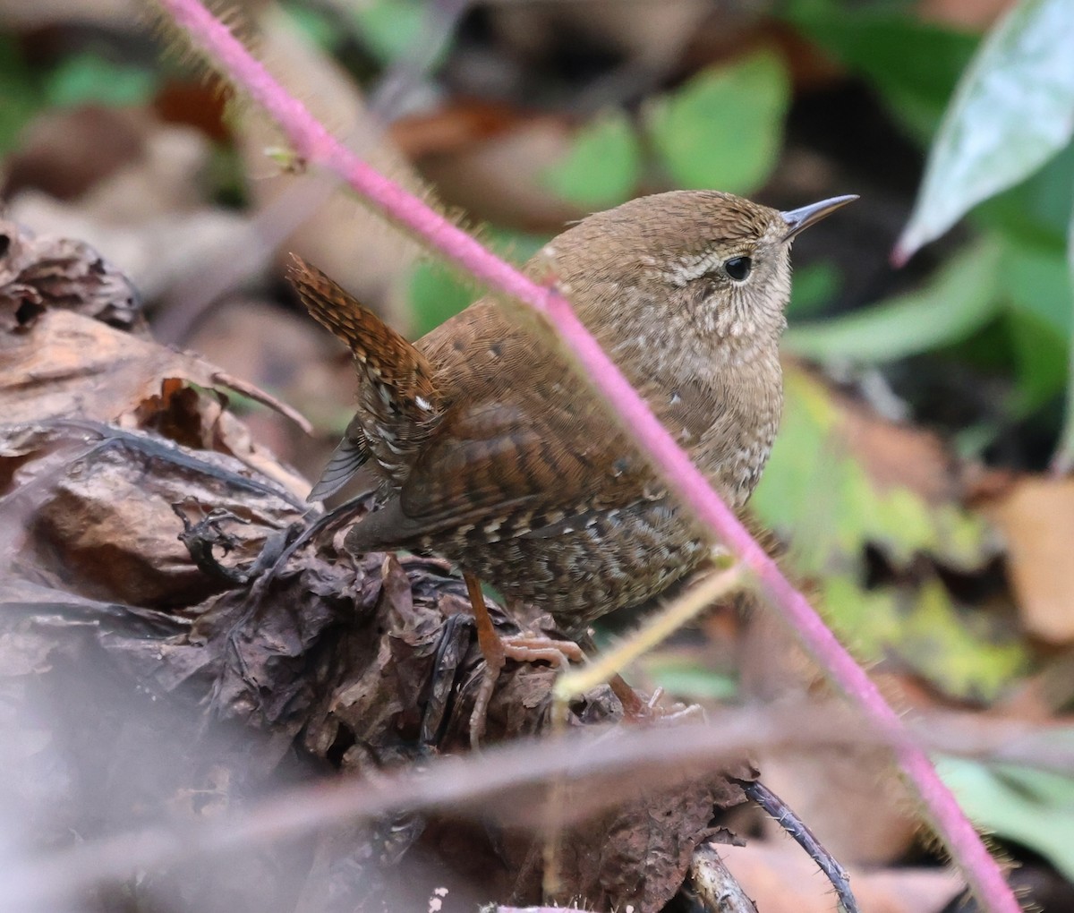 Winter Wren - ML643485325