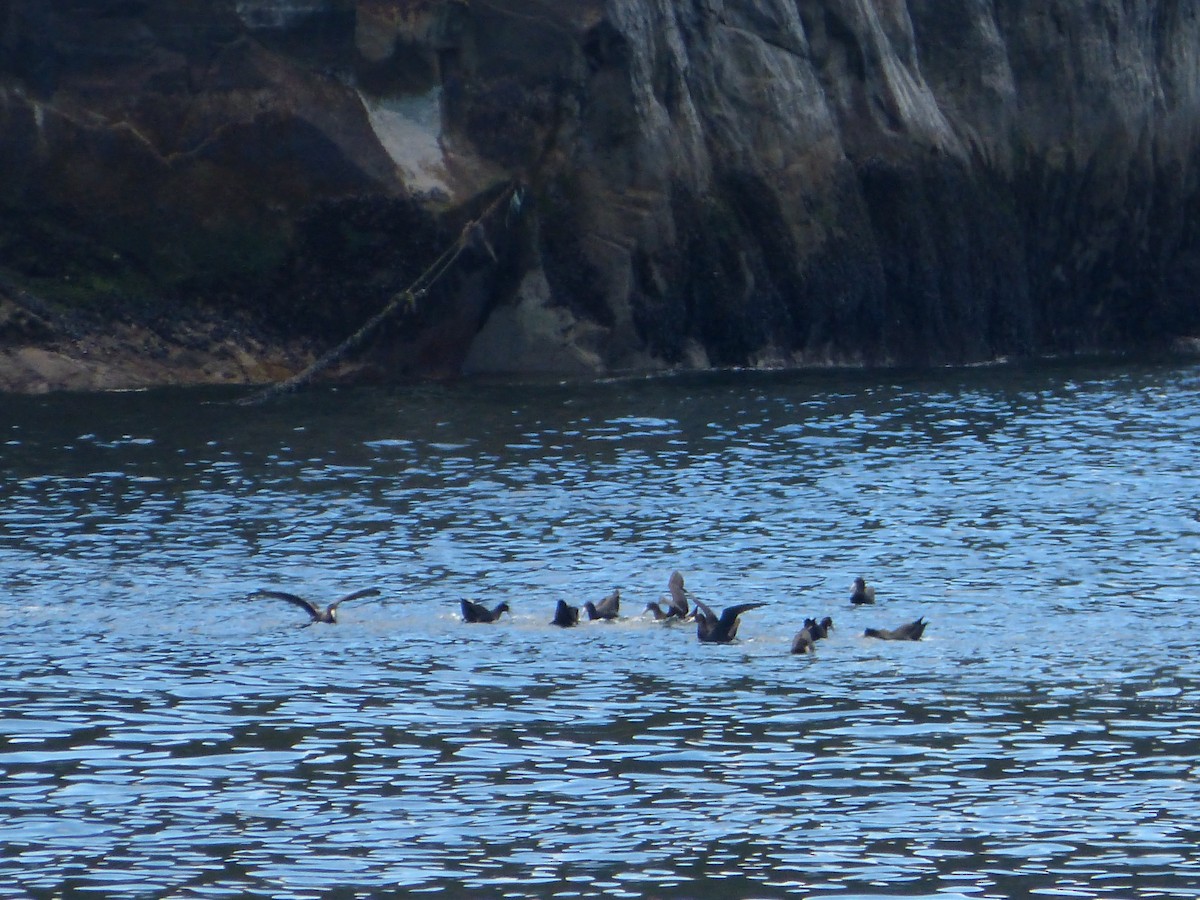 Southern Giant-Petrel - ML643485327