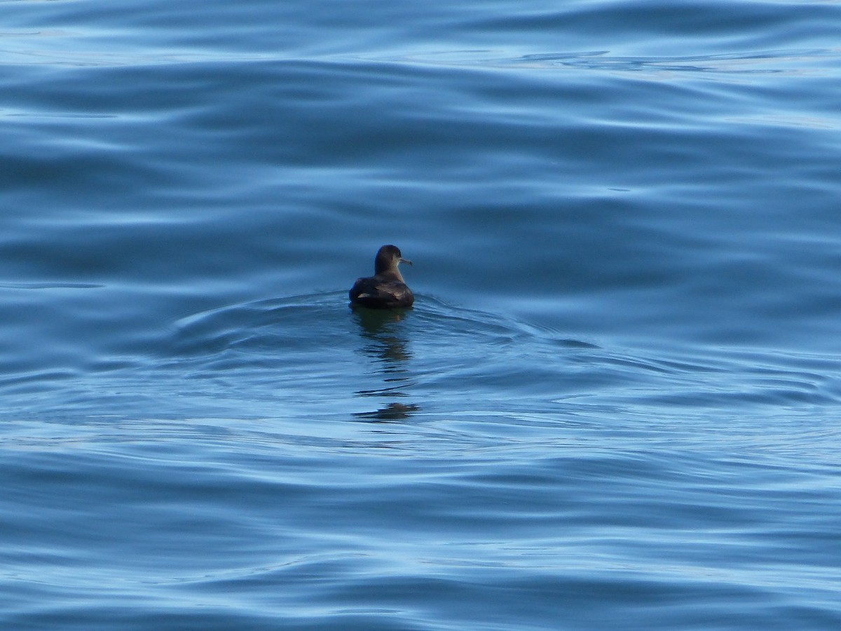 Berta grigia - ML643485333