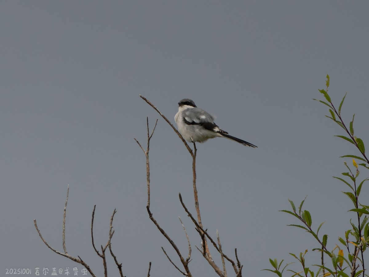 Giant Shrike - ML643485334