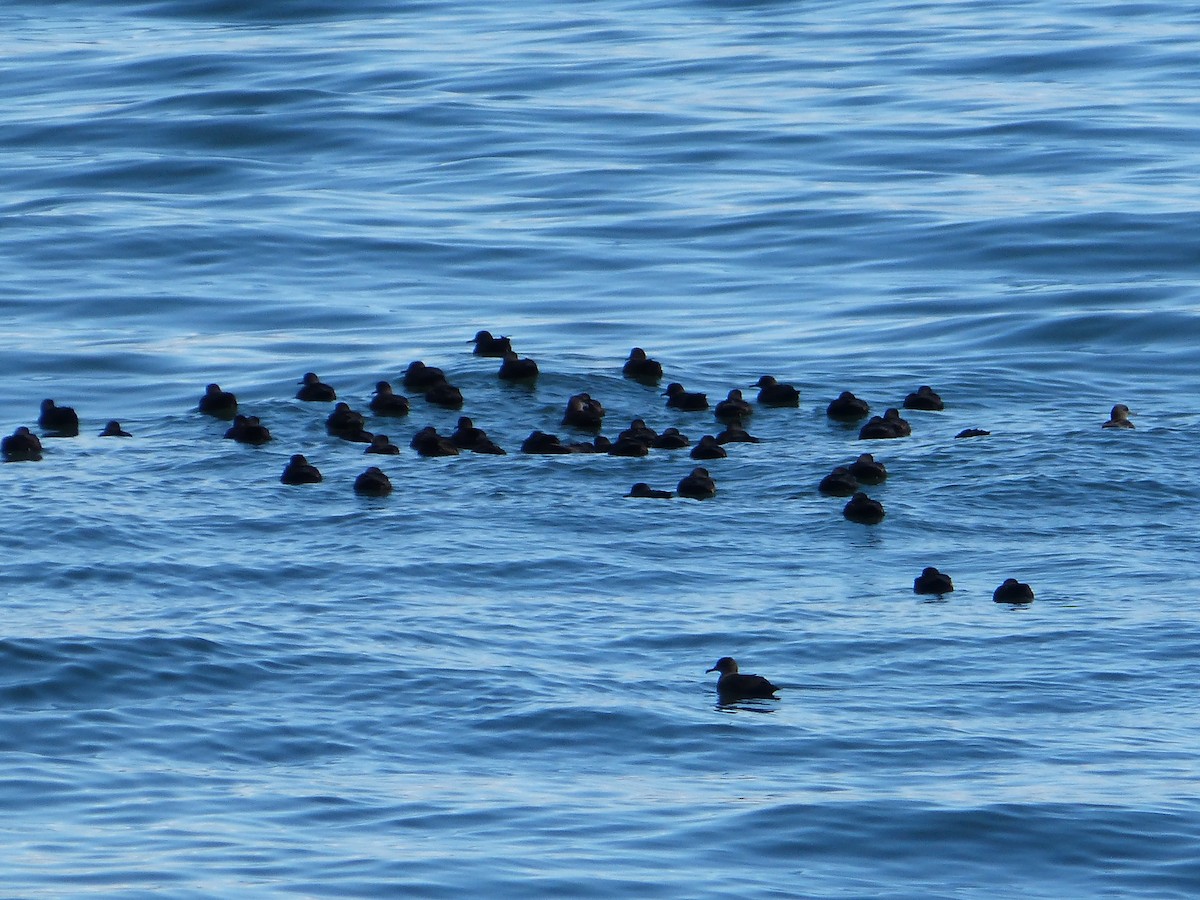 Berta grigia - ML643485335