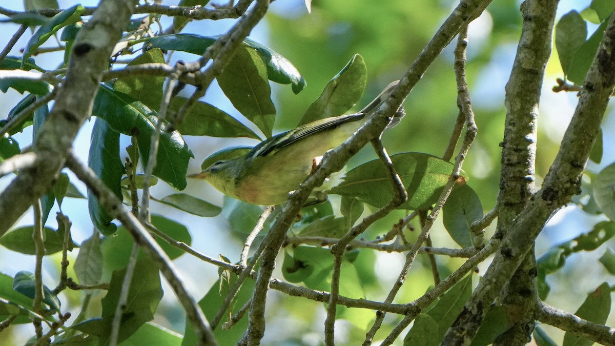 Meisenwaldsänger - ML643485337
