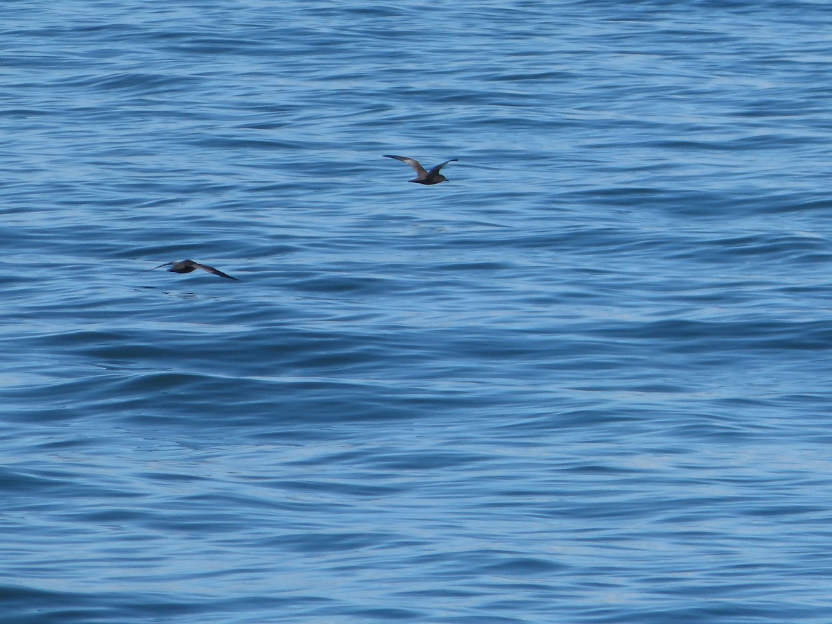 Berta grigia - ML643485338