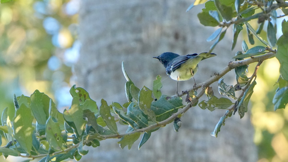 Black-throated Blue Warbler - ML643485341