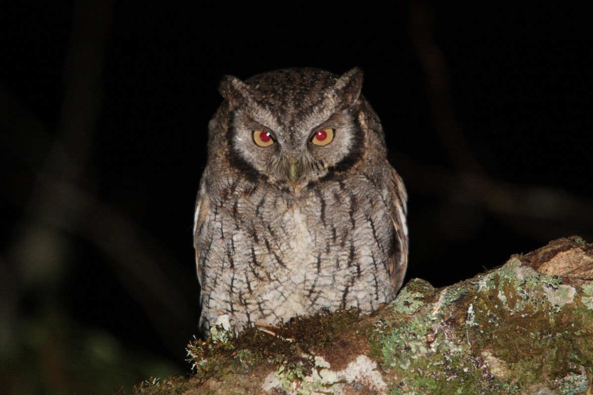 Tropical Screech-Owl - Renata Biancalana