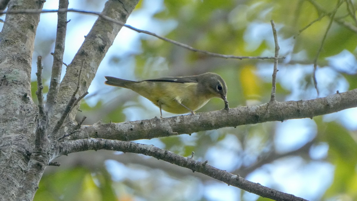 Black-throated Blue Warbler - ML643485358