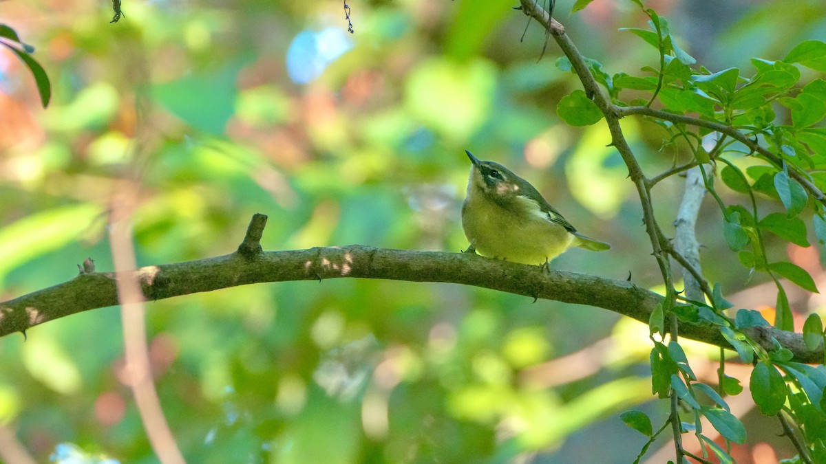 Black-throated Blue Warbler - ML643485359