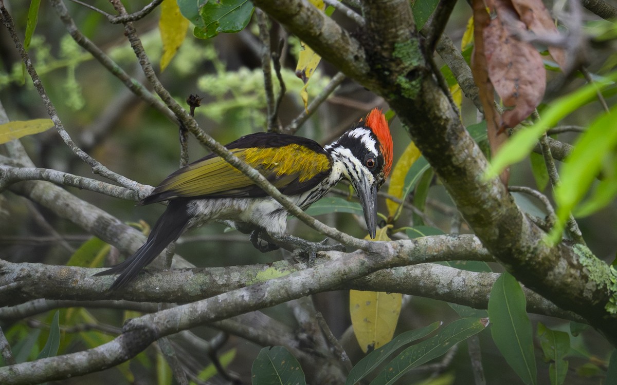 White-naped Woodpecker - ML643485368