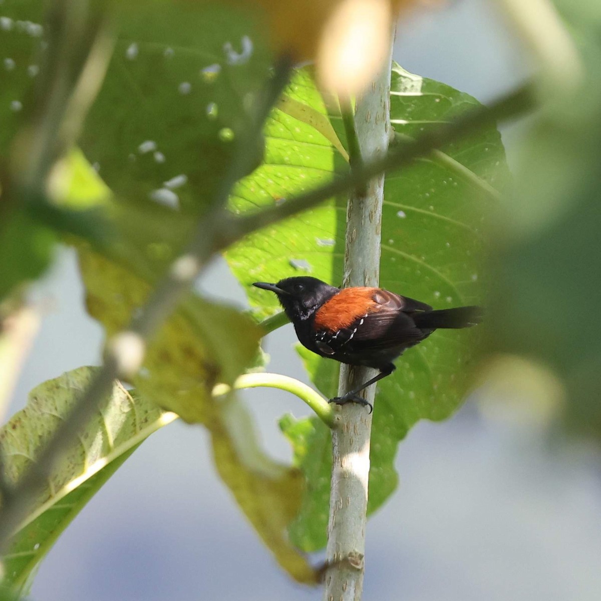 ズキンヒメアリサザイ - ML643485372