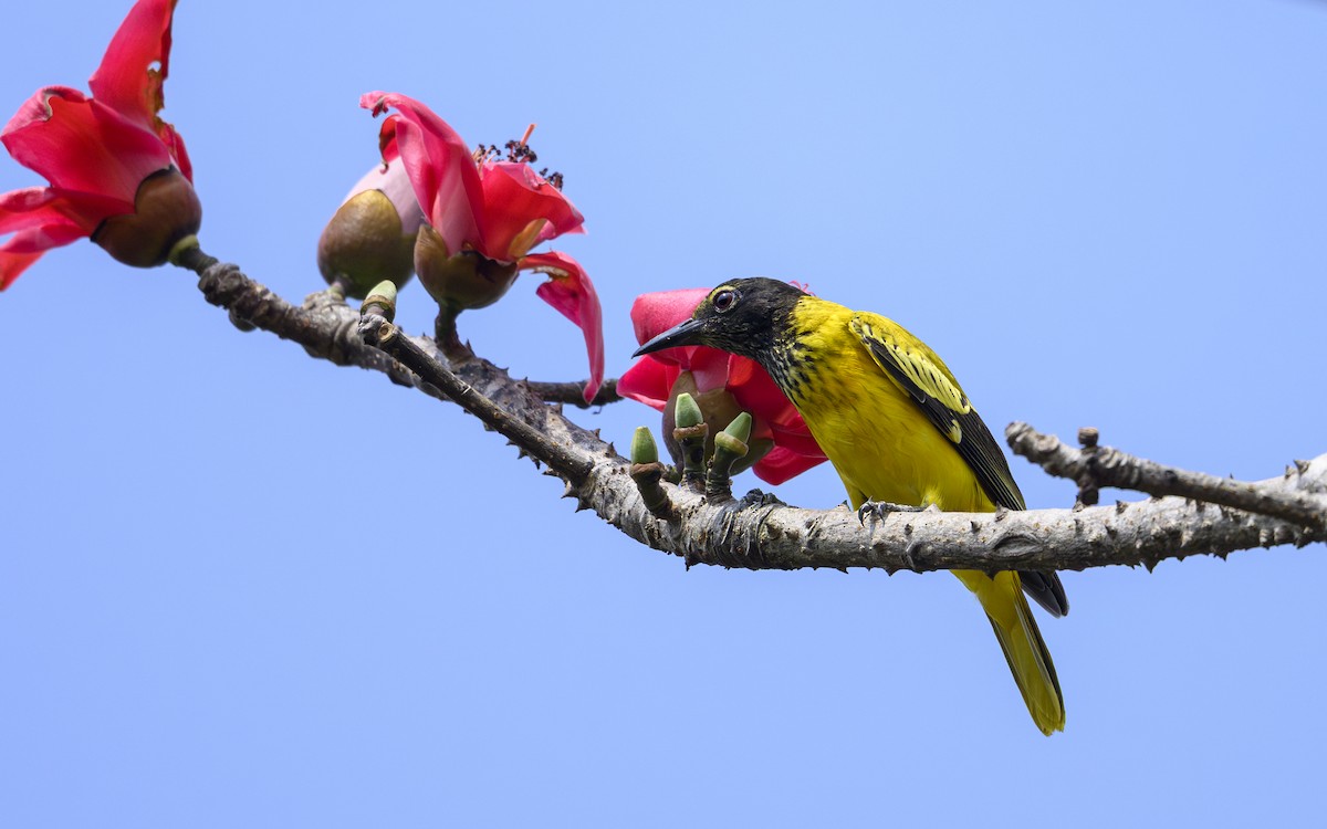 Black-hooded Oriole - ML643485375