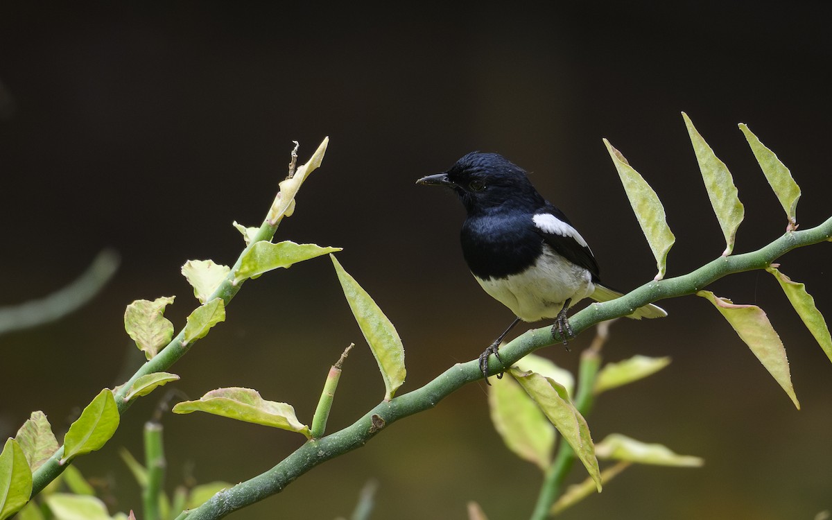 Oriental Magpie-Robin - ML643485386