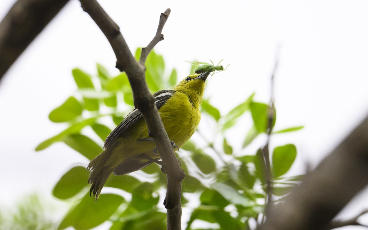 Common Iora - ML643485389