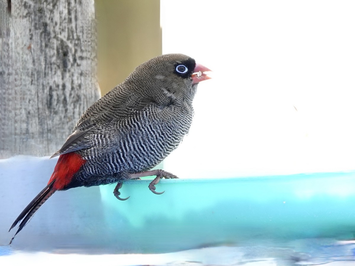 Beautiful Firetail - ML643485401