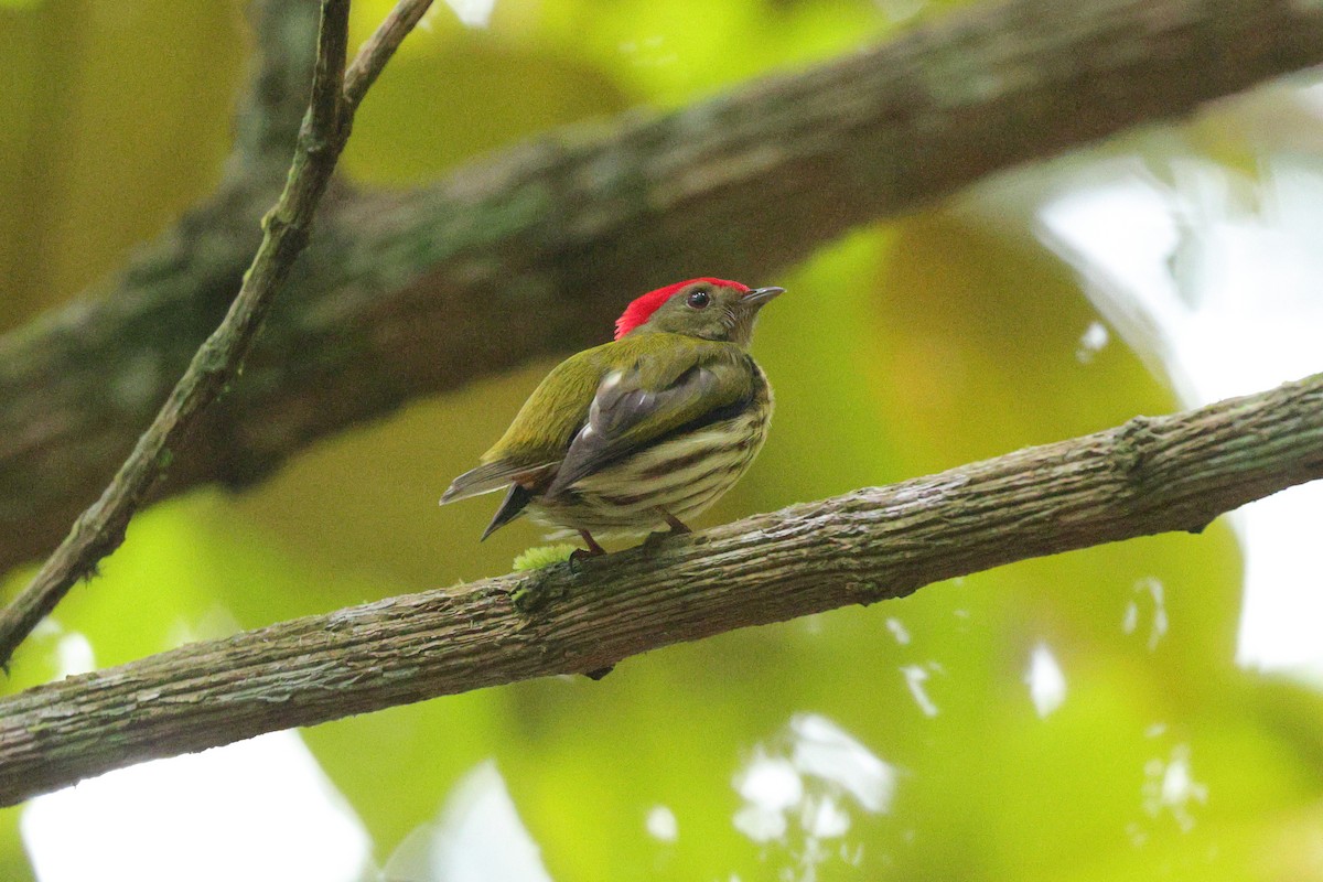 Kinglet Manakin - Josef Widmer