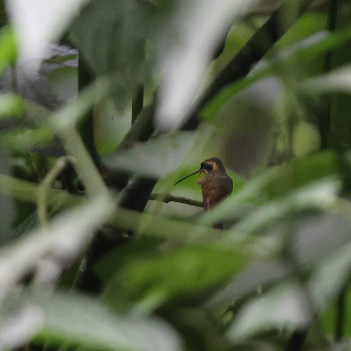 Saw-billed Hermit - Akshay Bharadwaj