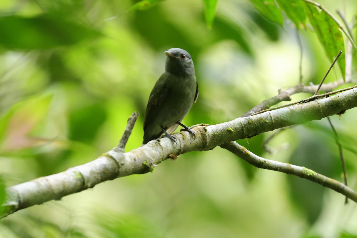White-crowned Manakin (Atlantic) - ML643485408