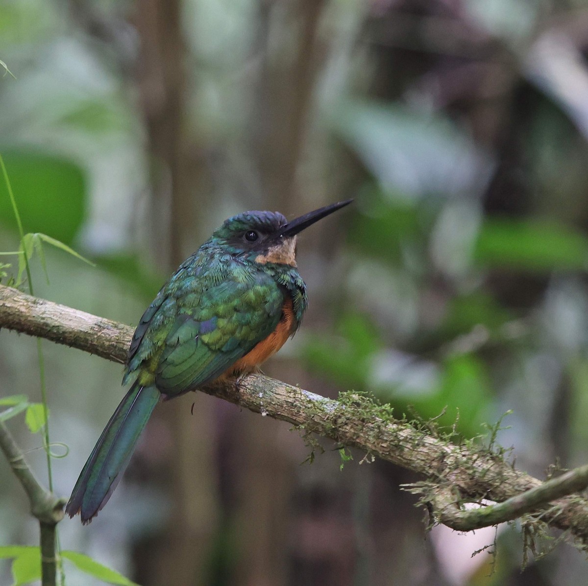 Rufous-tailed Jacamar - ML643485414