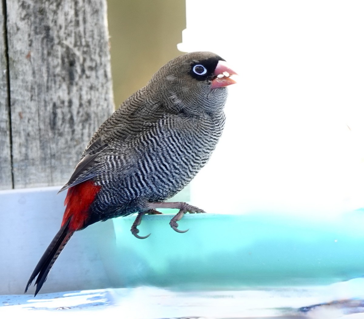 Beautiful Firetail - ML643485422