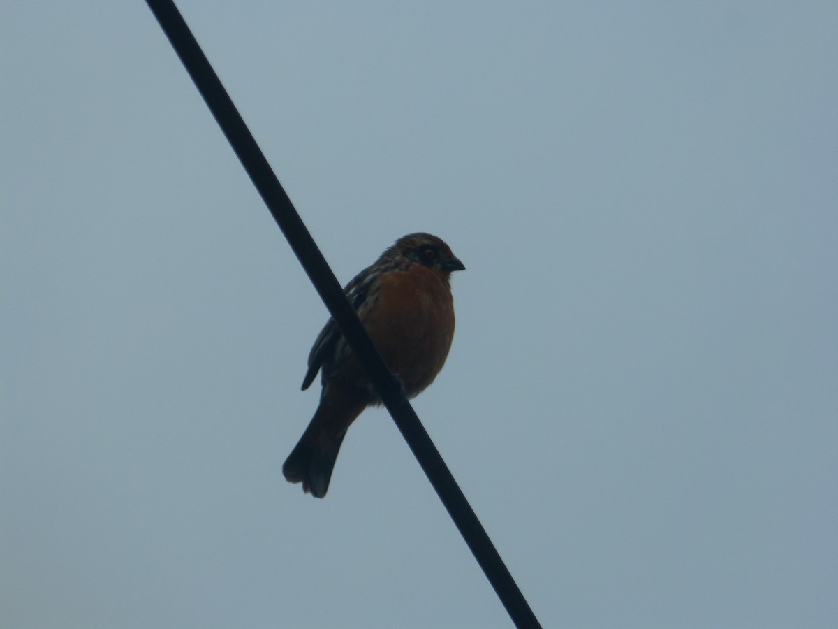 Rufous-tailed Plantcutter - ML643485427