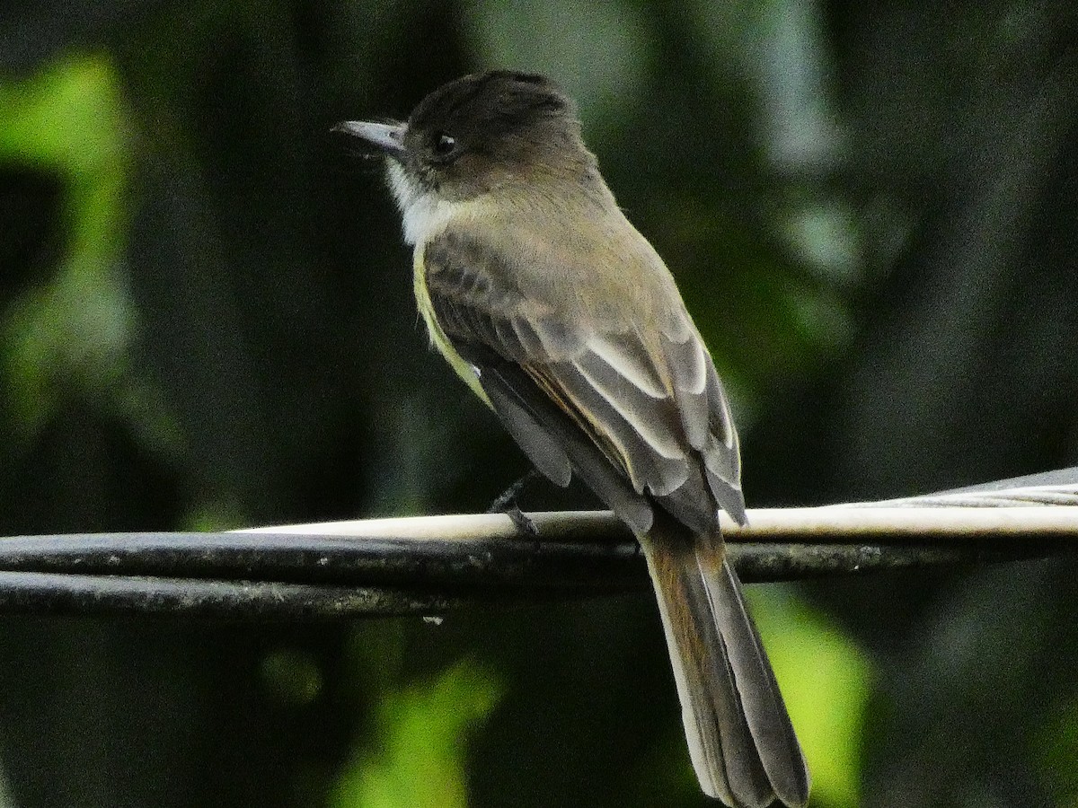 Hispanyola Sinekkapanı - ML643485428