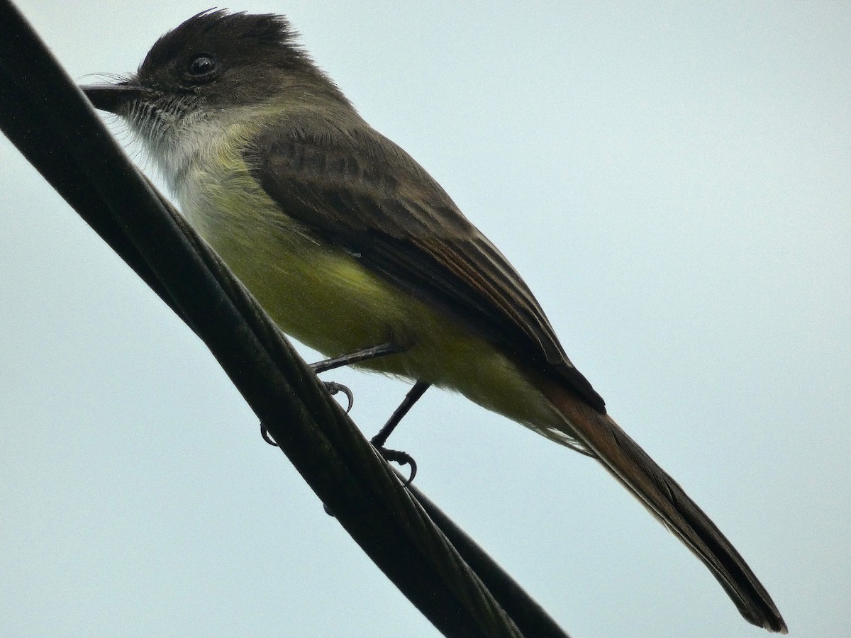 Hispanyola Sinekkapanı - ML643485429