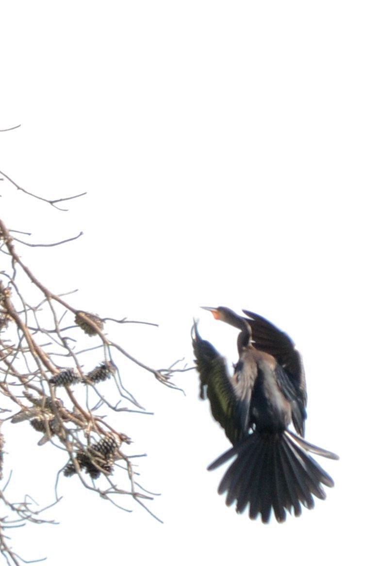 Anhinga - ML643485440