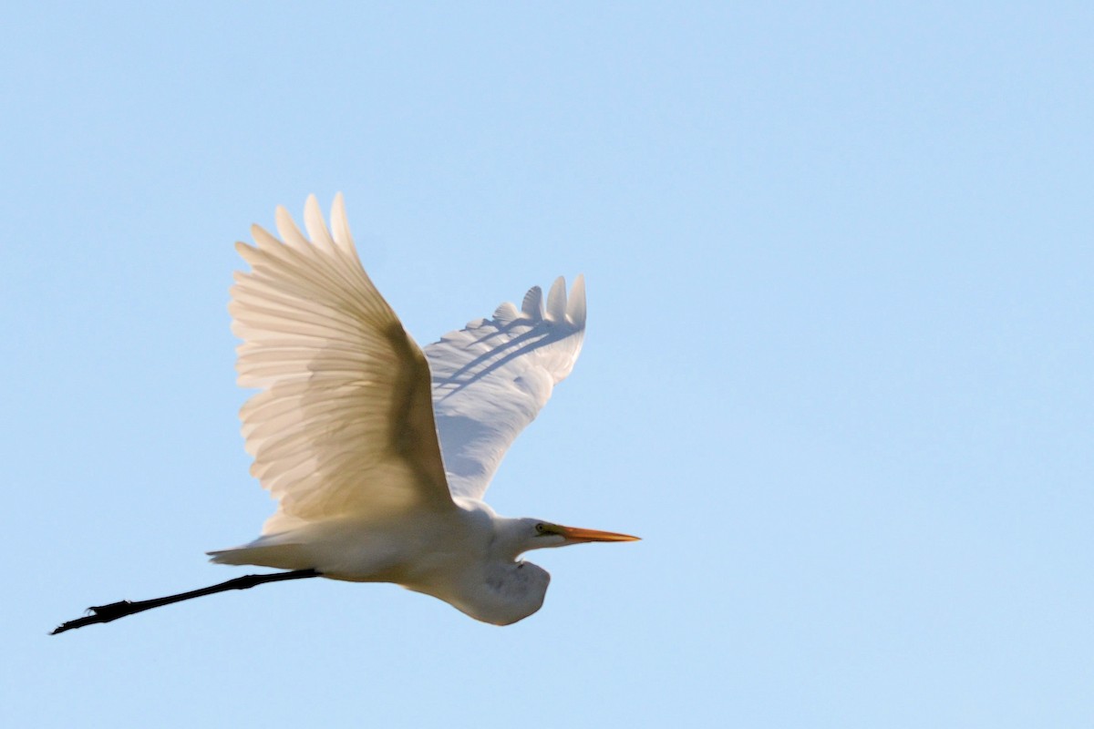 Great Egret - ML643485444